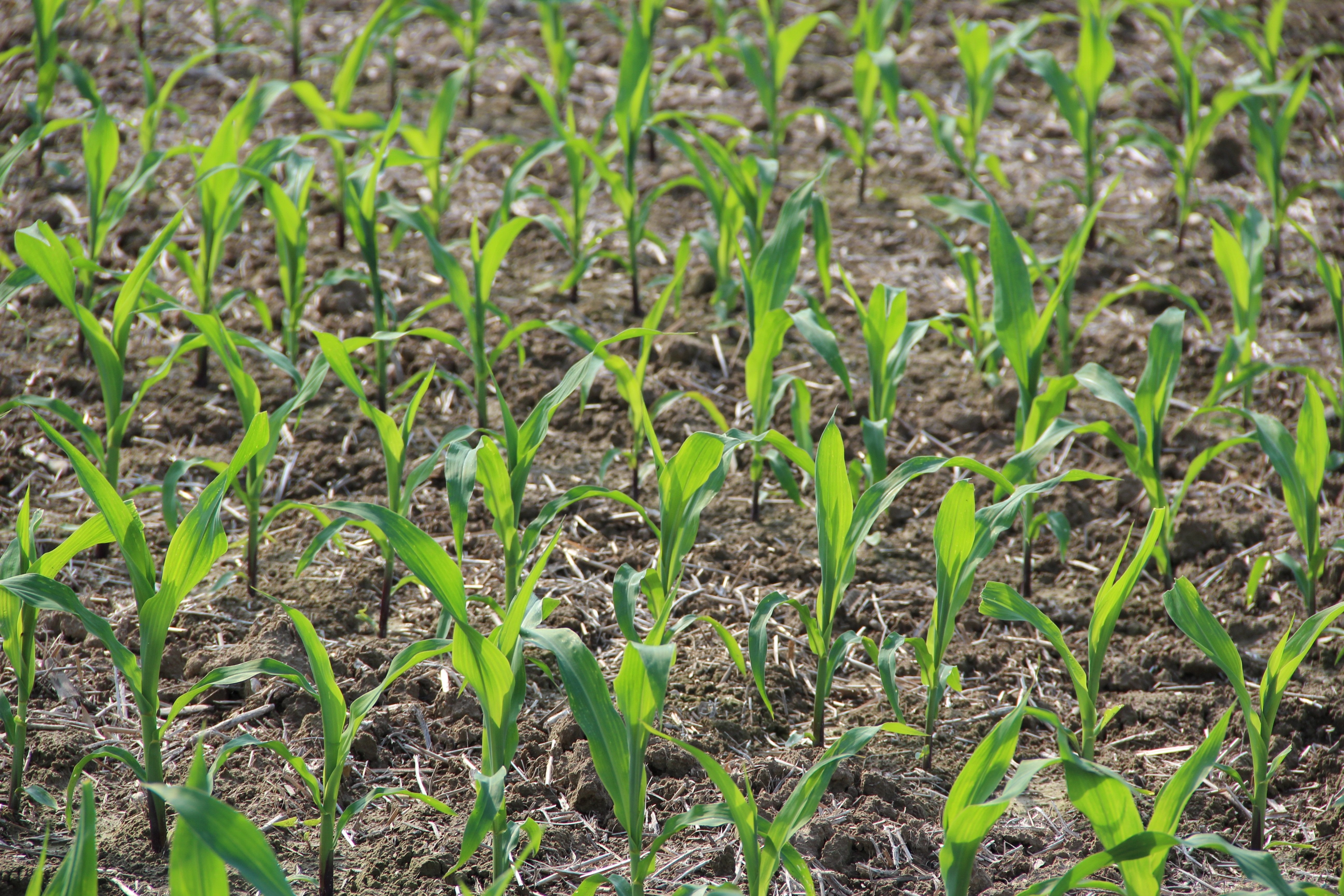 It is important to rotate crops every year that way the soil does not deplete of vital nutrients.