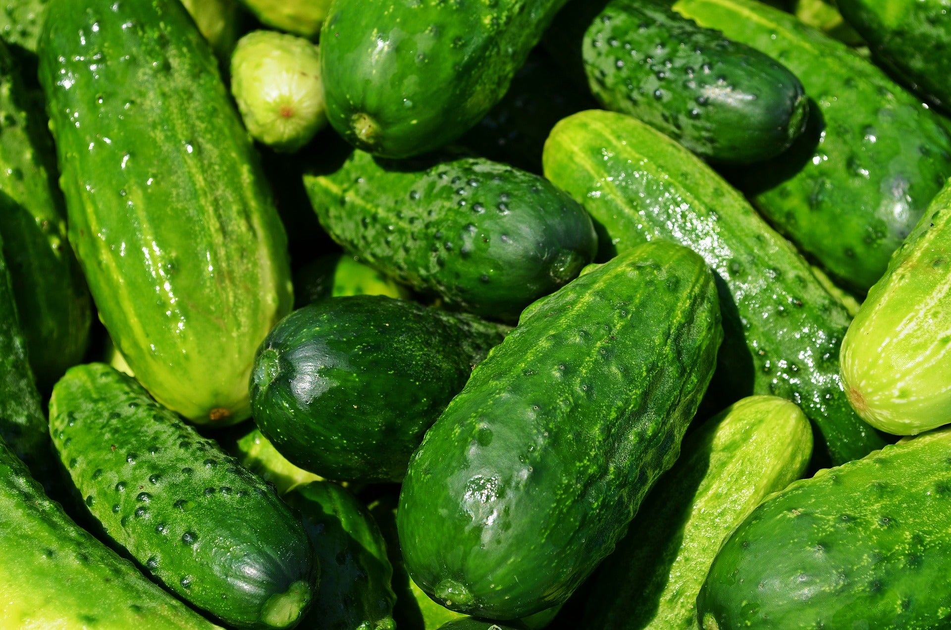 cucumber varieties