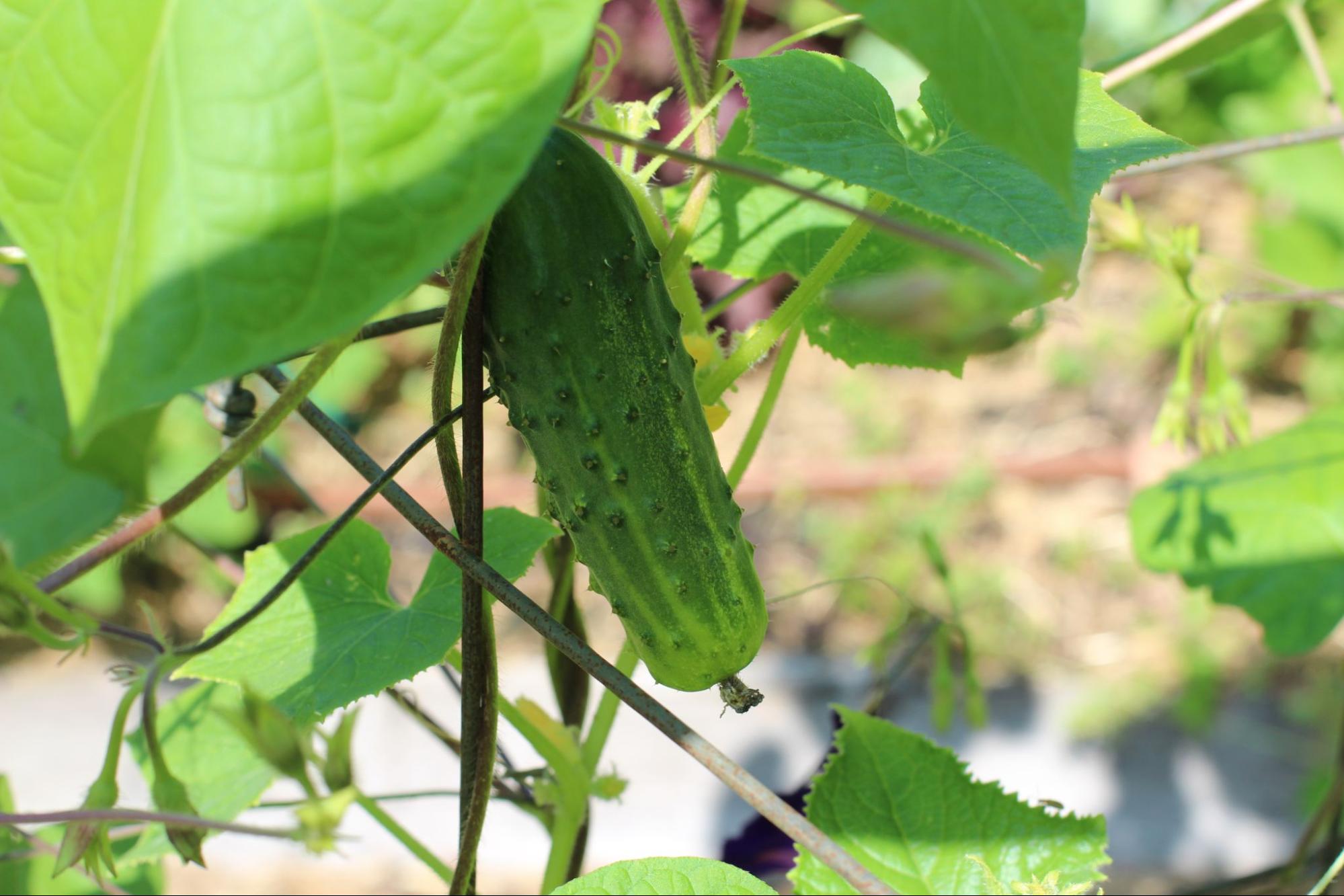How to Plant and Grow Cucumbers at Home