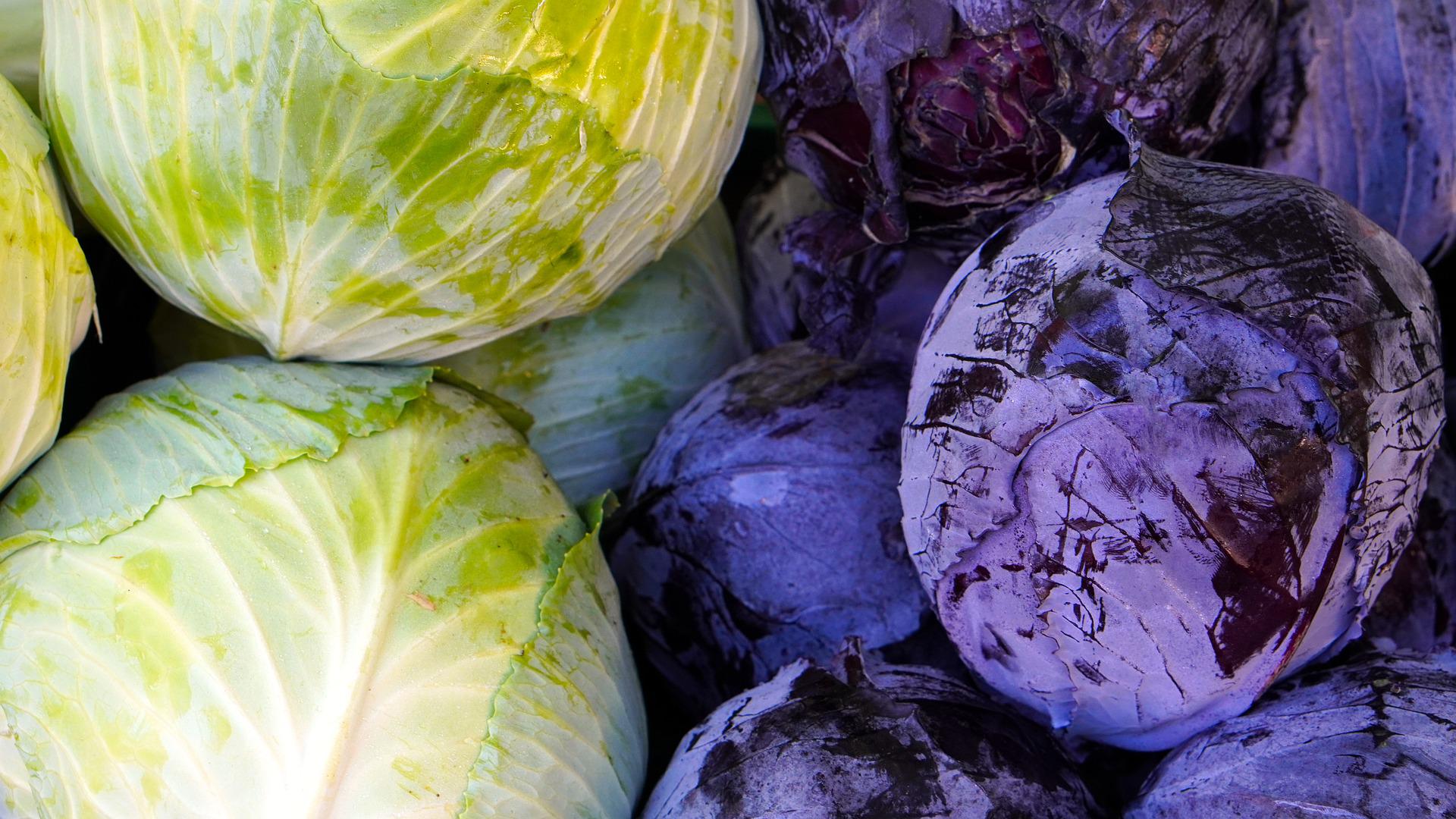 The Different Types of Cabbage: Napa, Savoy & More – Sow True Seed