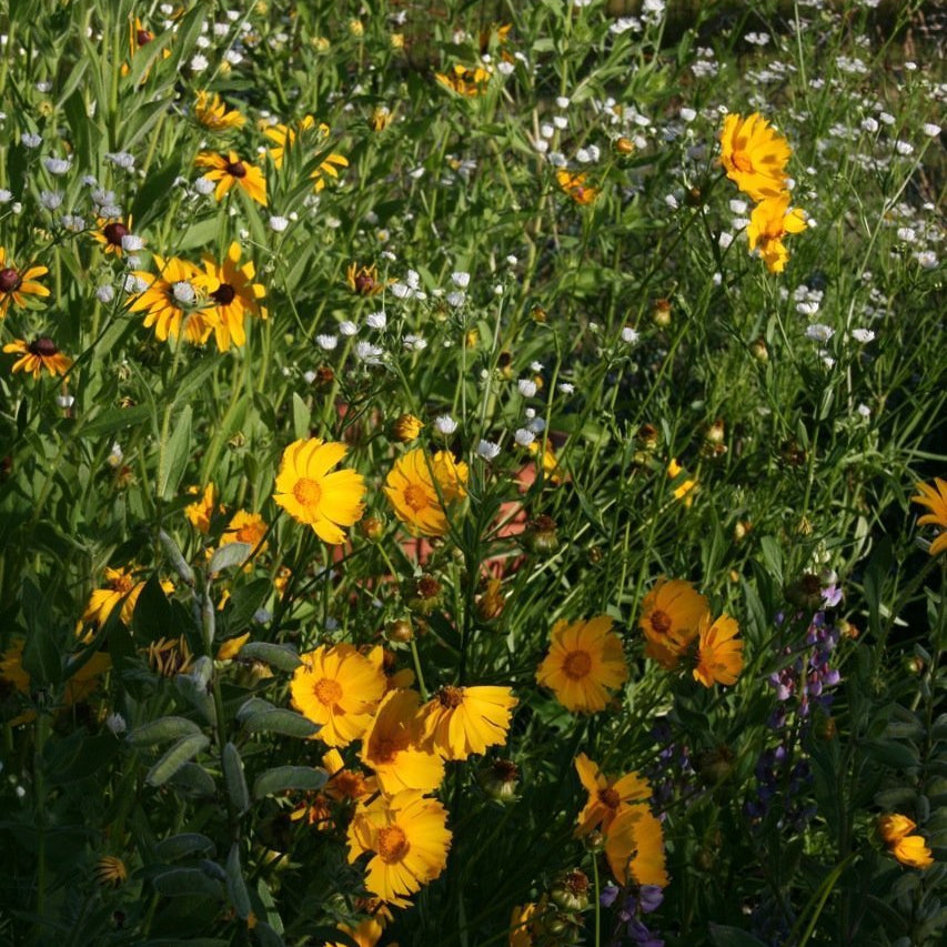 June time in the garden means weeding, and looking for vegetable pests! 