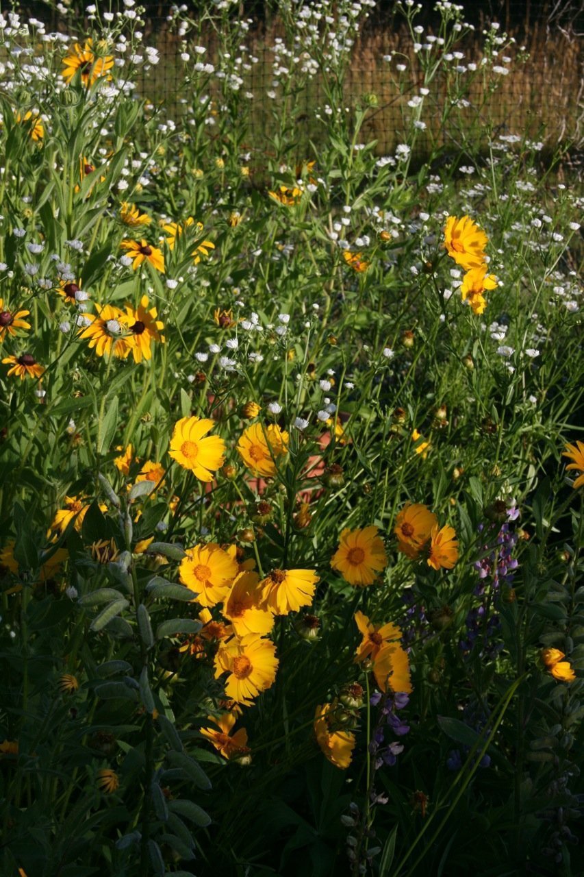 June time in the garden means weeding, and looking for vegetable pests! 