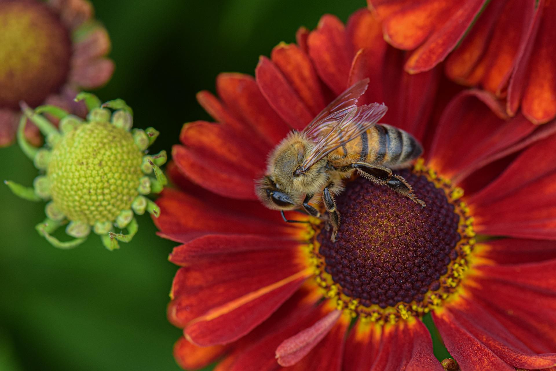 The Pollinators You Haven't Met Yet