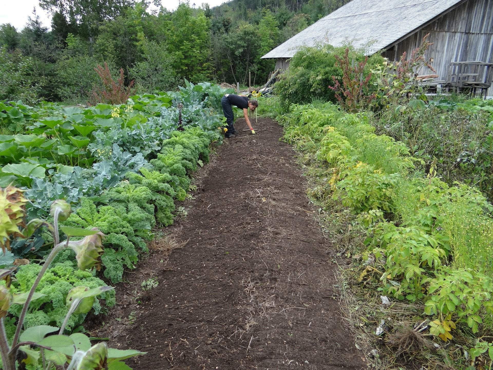 The Dollars and Cents of Starting a Small Organic Garden from Scratch.