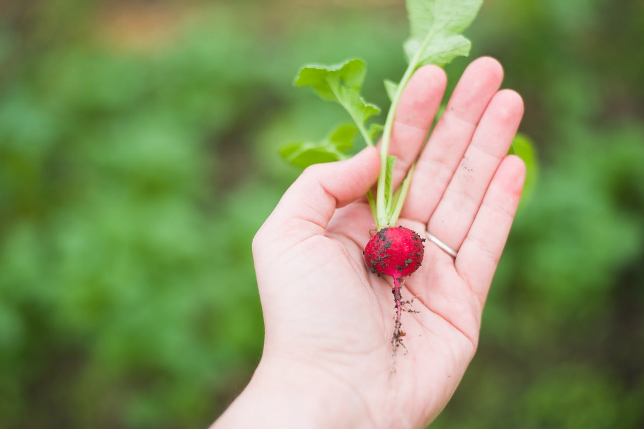 Freshly Picked Radish