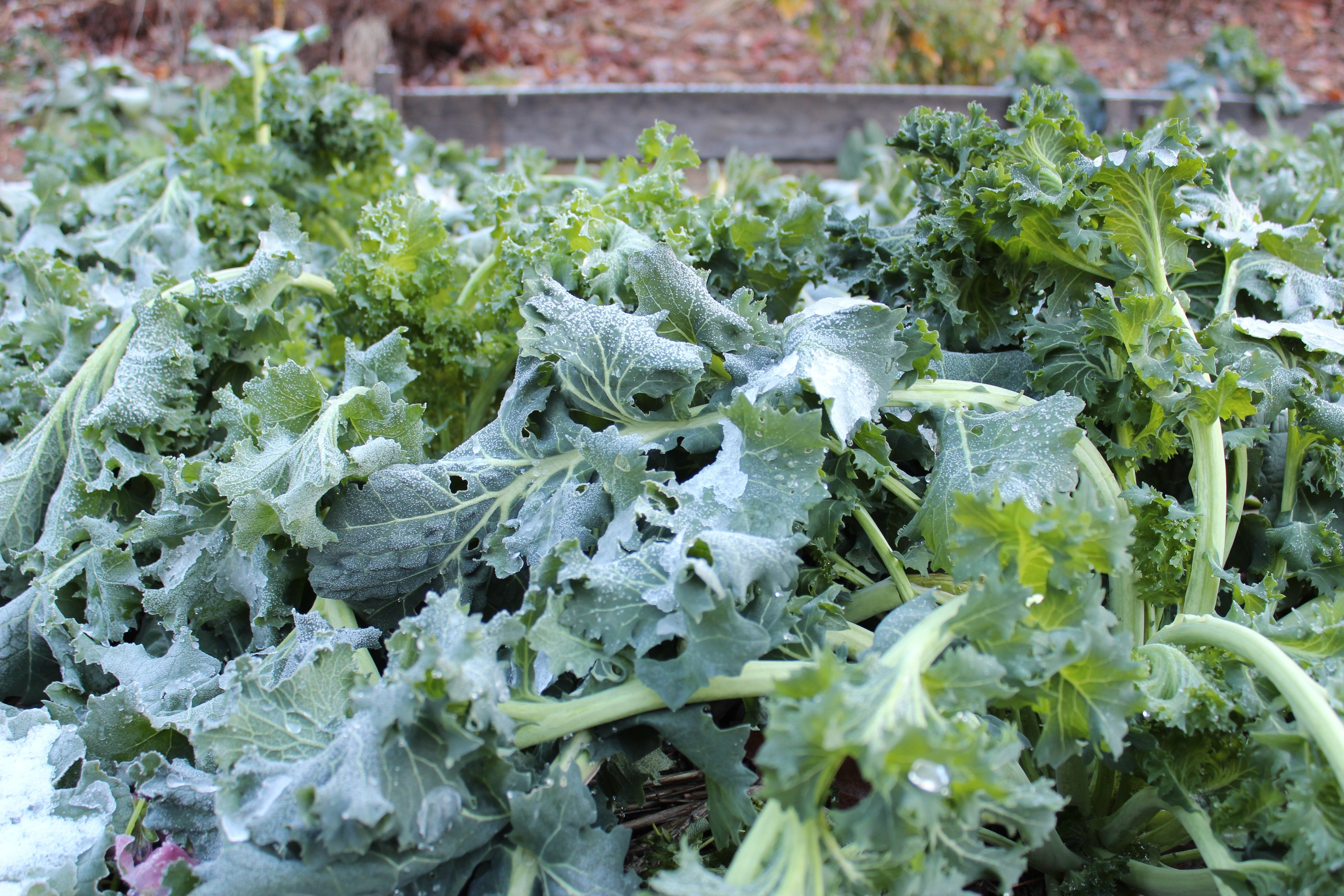 Most vegetables and herbs need to be harvested before the first frost, which will turn them brown or mushy.