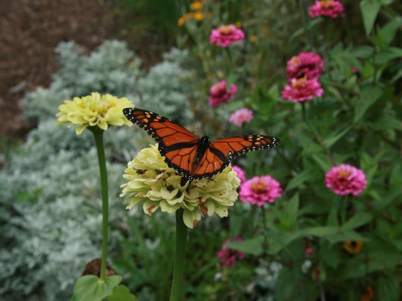 Support pollinators by planting native flowers in your garden, both you and the pollinators will benefit! 