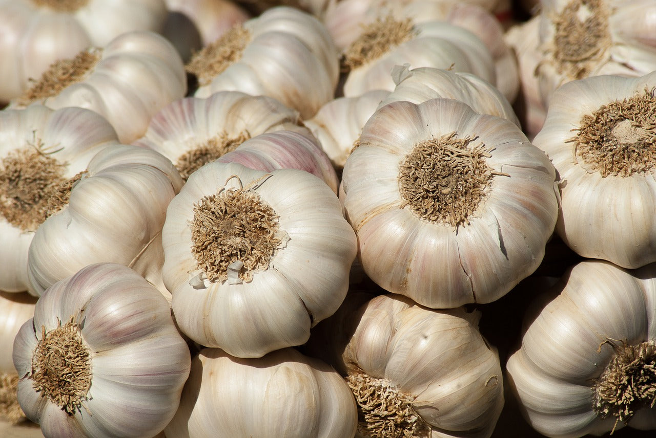 A Grower’s Guide to the Different Types of Garlic