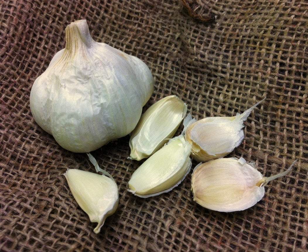 Pre-Order garlic any time of the year from Sow True Seed, offering non GMO, and organic garlic varieties. 