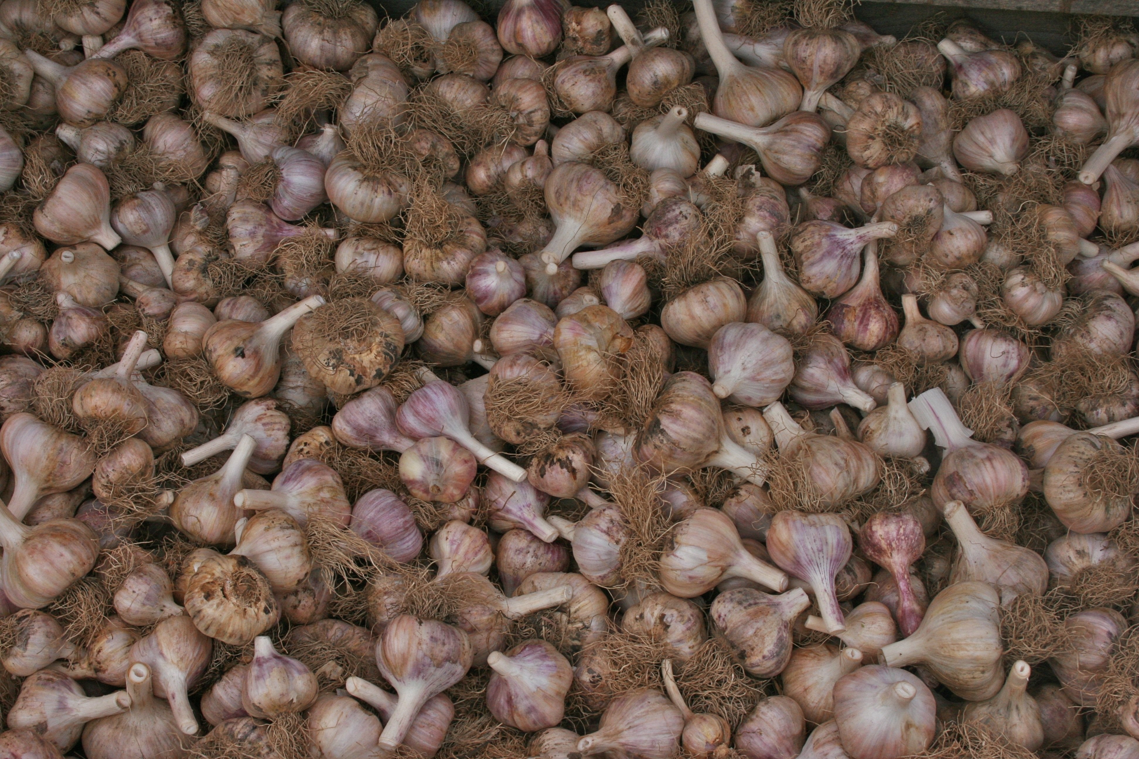 Determine how much garlic you need to plant to feed your family.