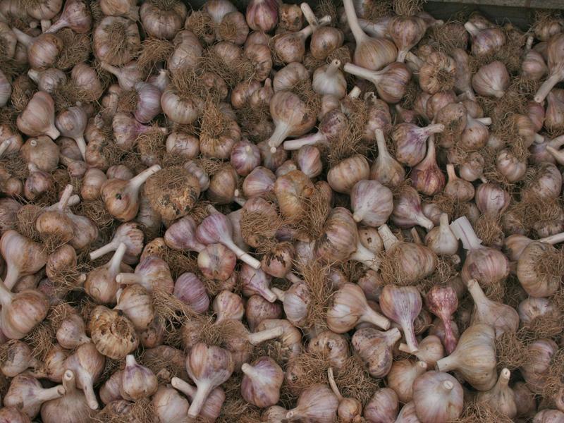 Grow your own garlic and pre order from Sow True Seed! 