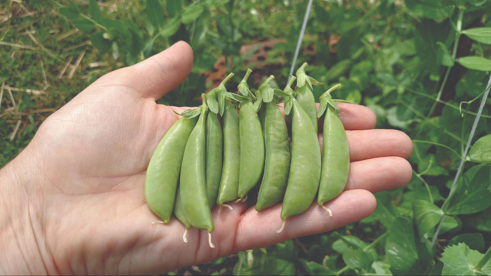 The Different Types of Peas Explained for Home Gardeners