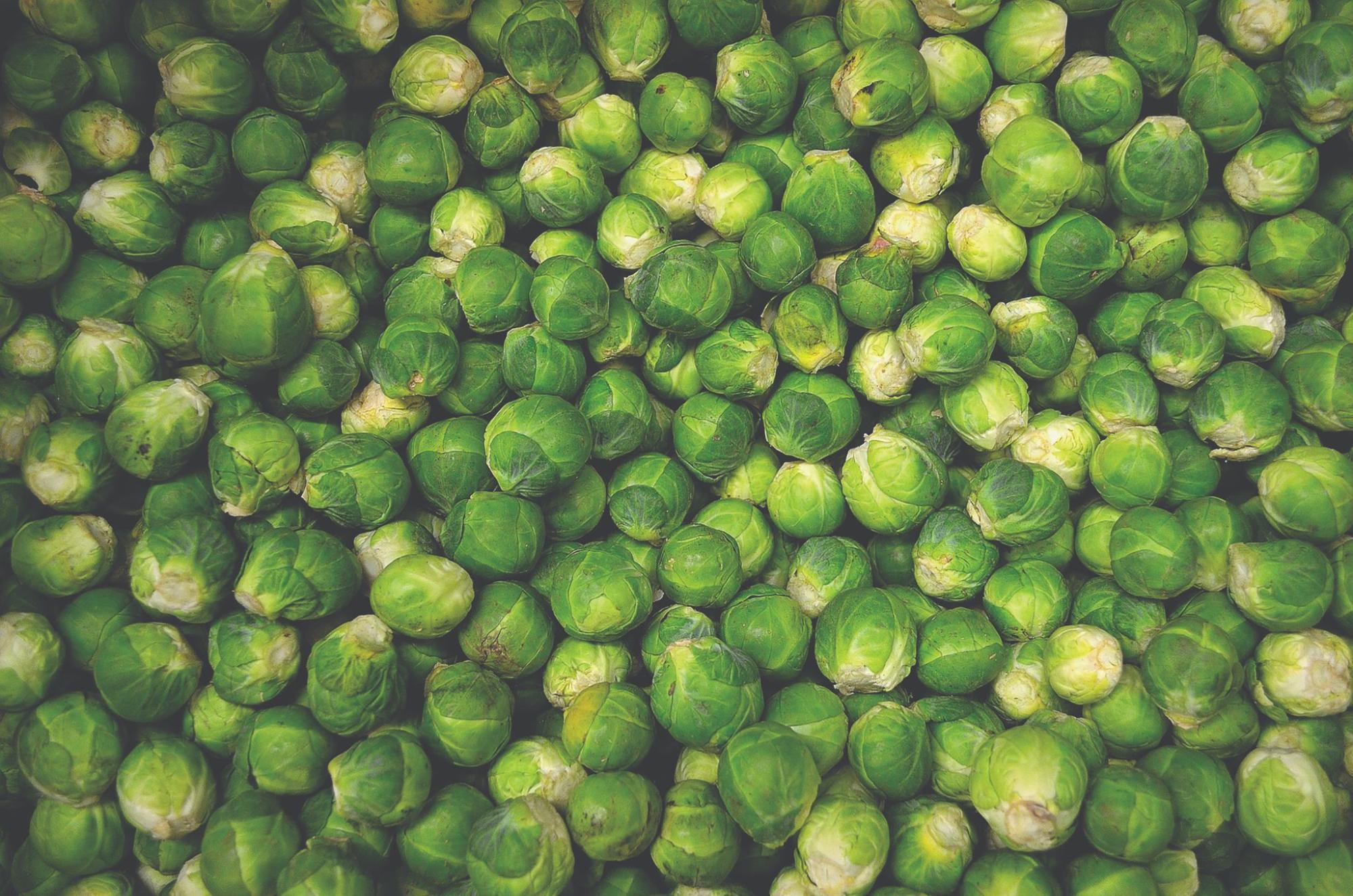 how to grow Brussels Sprouts