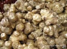 How to grow Jerusalem Artichokes from Sow True Seed, open pollinated, USDA organic, and non GMO.