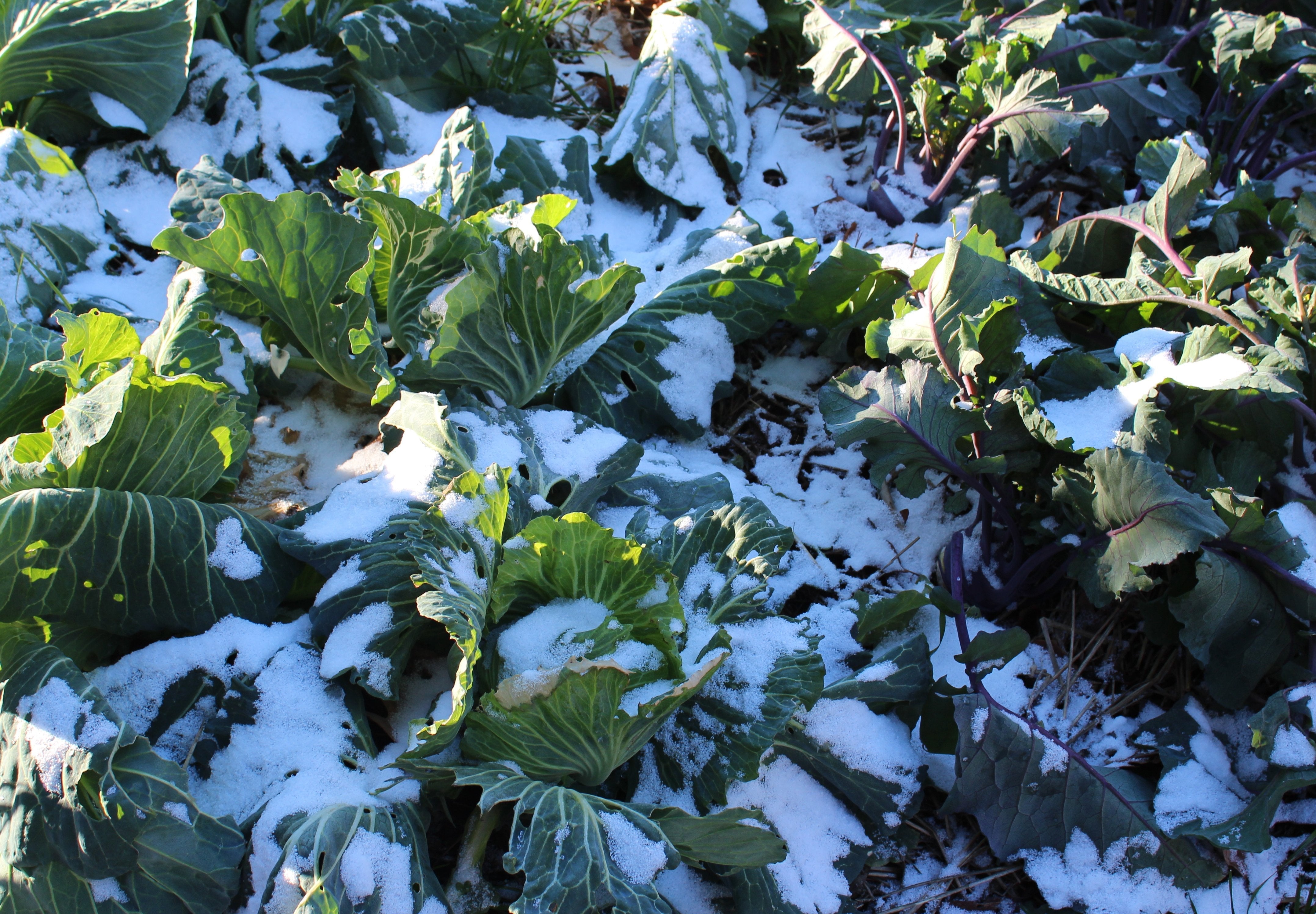 Kale, collards, brussel sprouts, and broccoli varieties are great for winter time gardening.  