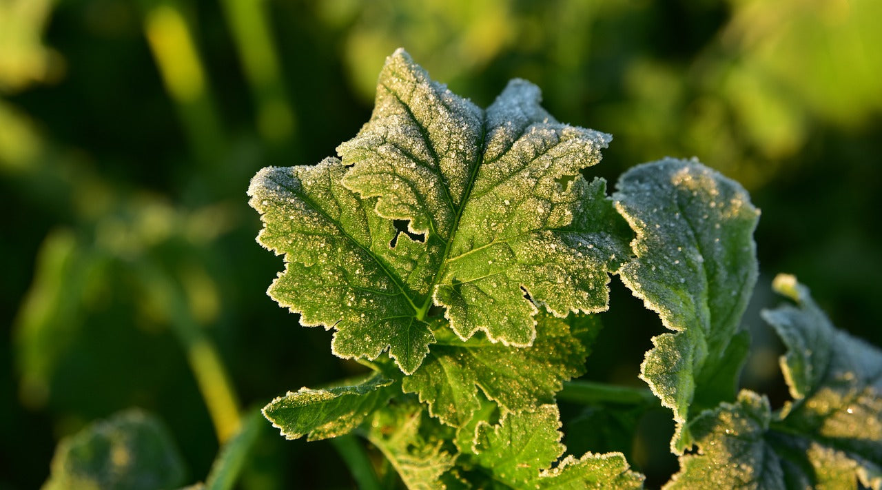 Fall is a great time to prepare beds and soil for winter and spring crops. 