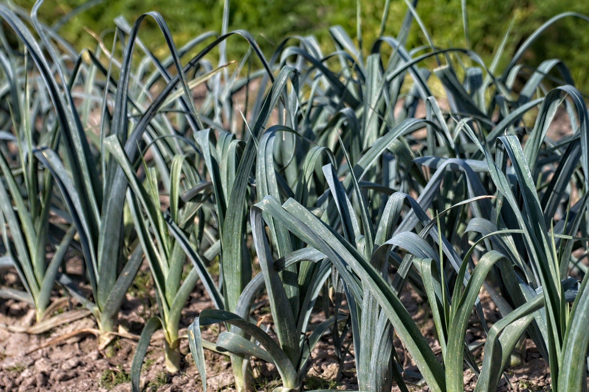 Growing Leeks