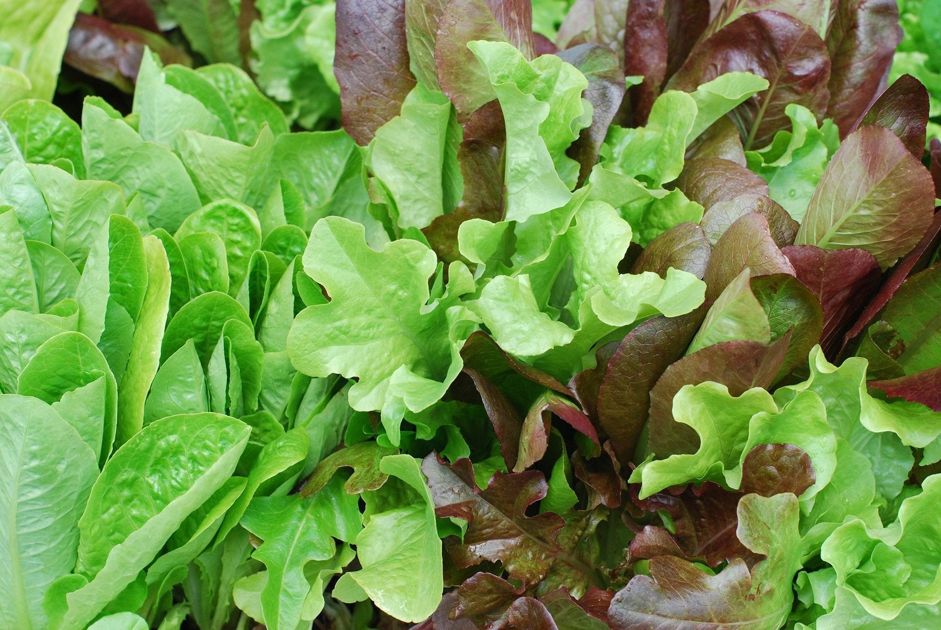Lettuce - The Complete Guide to Growing Lettuce from Seed to Seed