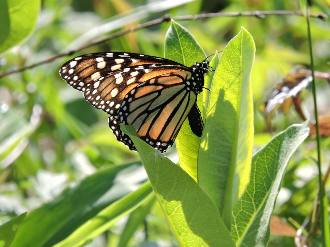 The Great Milkweed Germination Test