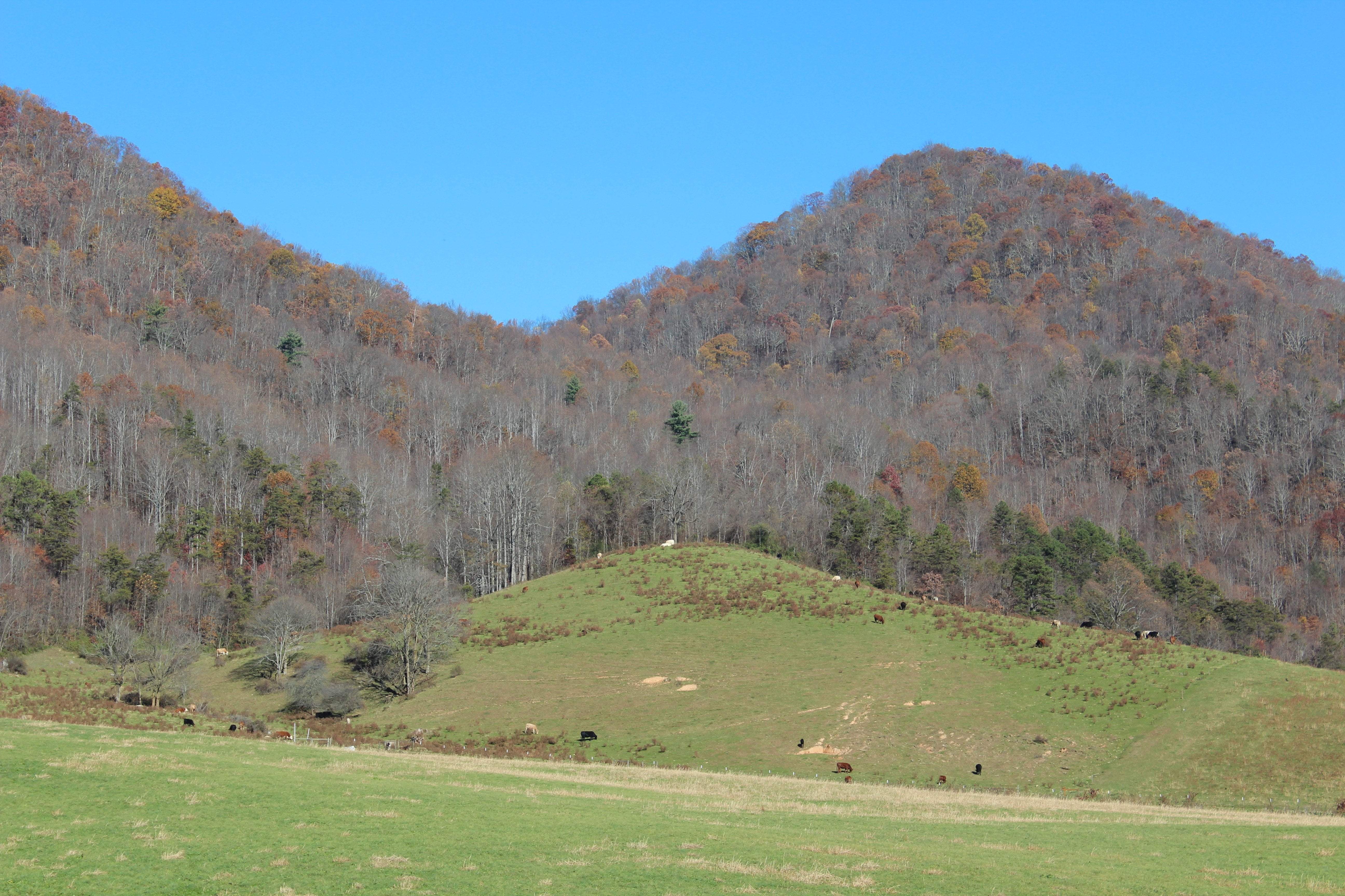 Growing a thriving garden in Western North Carolina by Sow True Seed Asheville NC. 