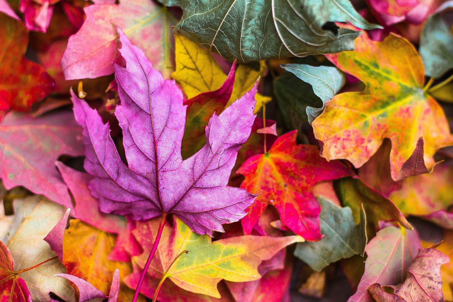 September Garden Chores for All USDA Grow Zones