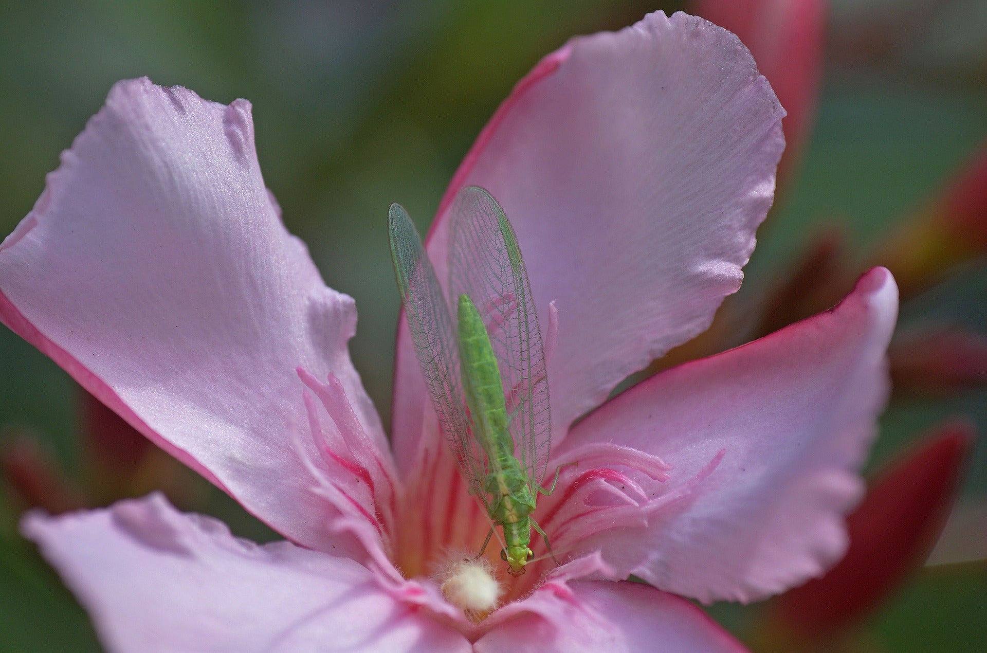 Common Garden Mistakes You Can Avoid
