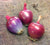 Northern and Southern areas require different varieties of onions that can tolerate more or less sunlight.  