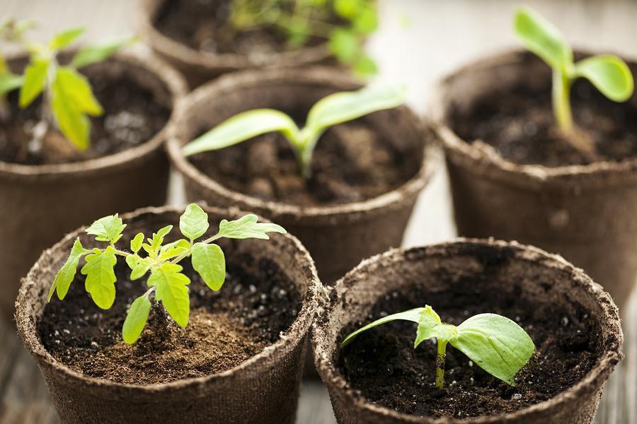 Indoor Herb Gardening For The Winter Season