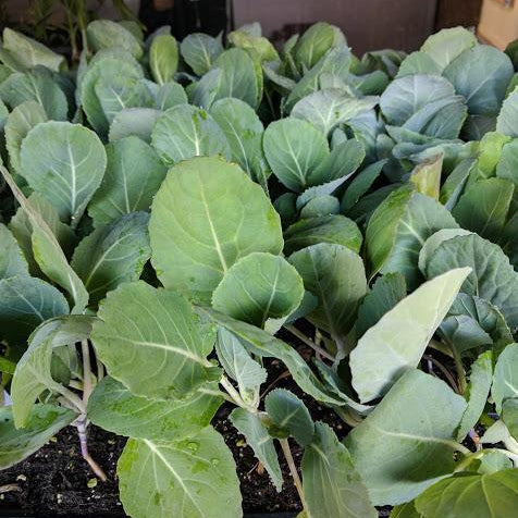 How to make your own plant starts with Sow True Seed Asheville NC. 