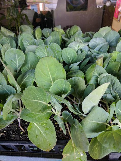 How to make your own plant starts with Sow True Seed Asheville NC. 