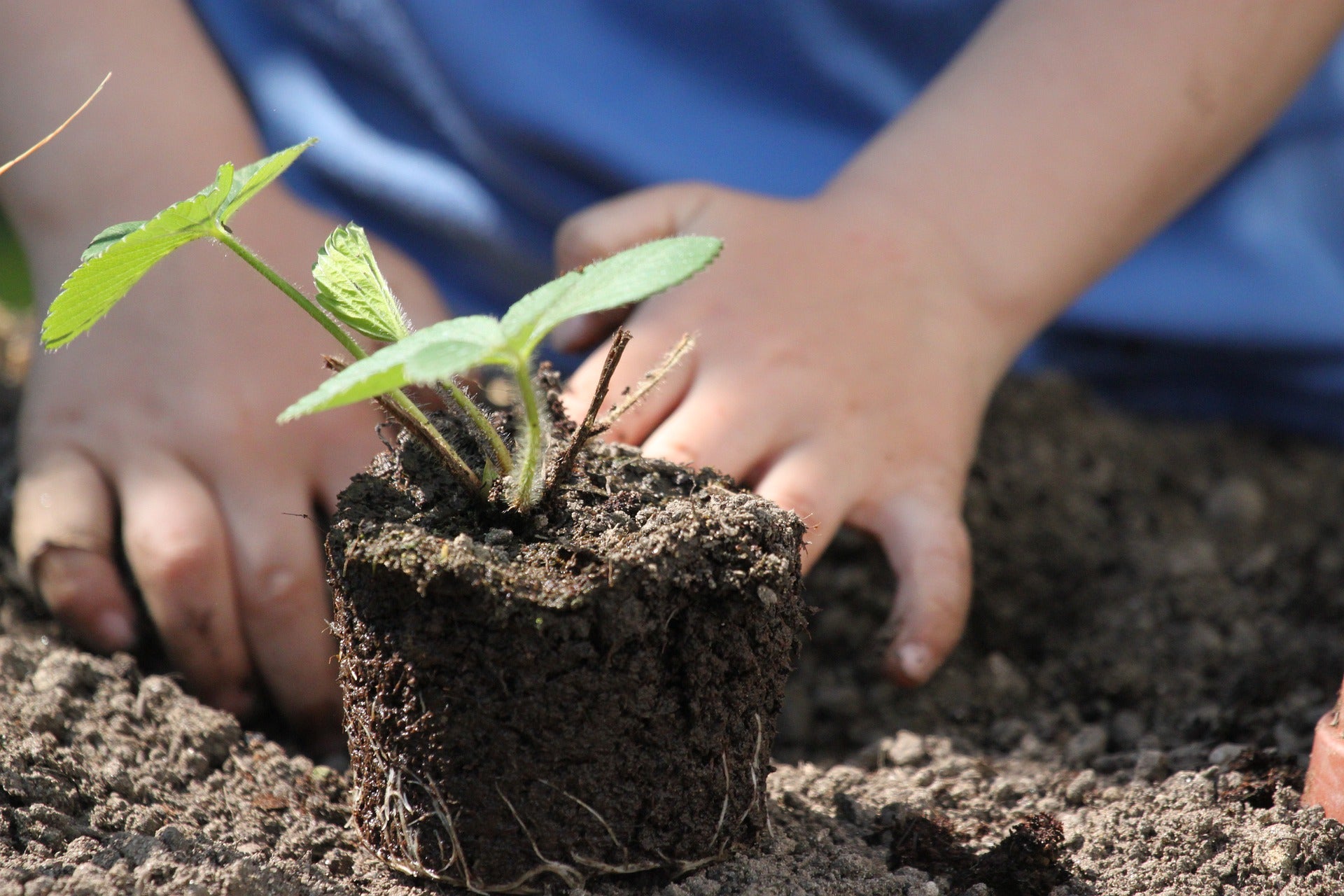 Need a Local Gardening Expert? Find Your Cooperative Extension Agent!