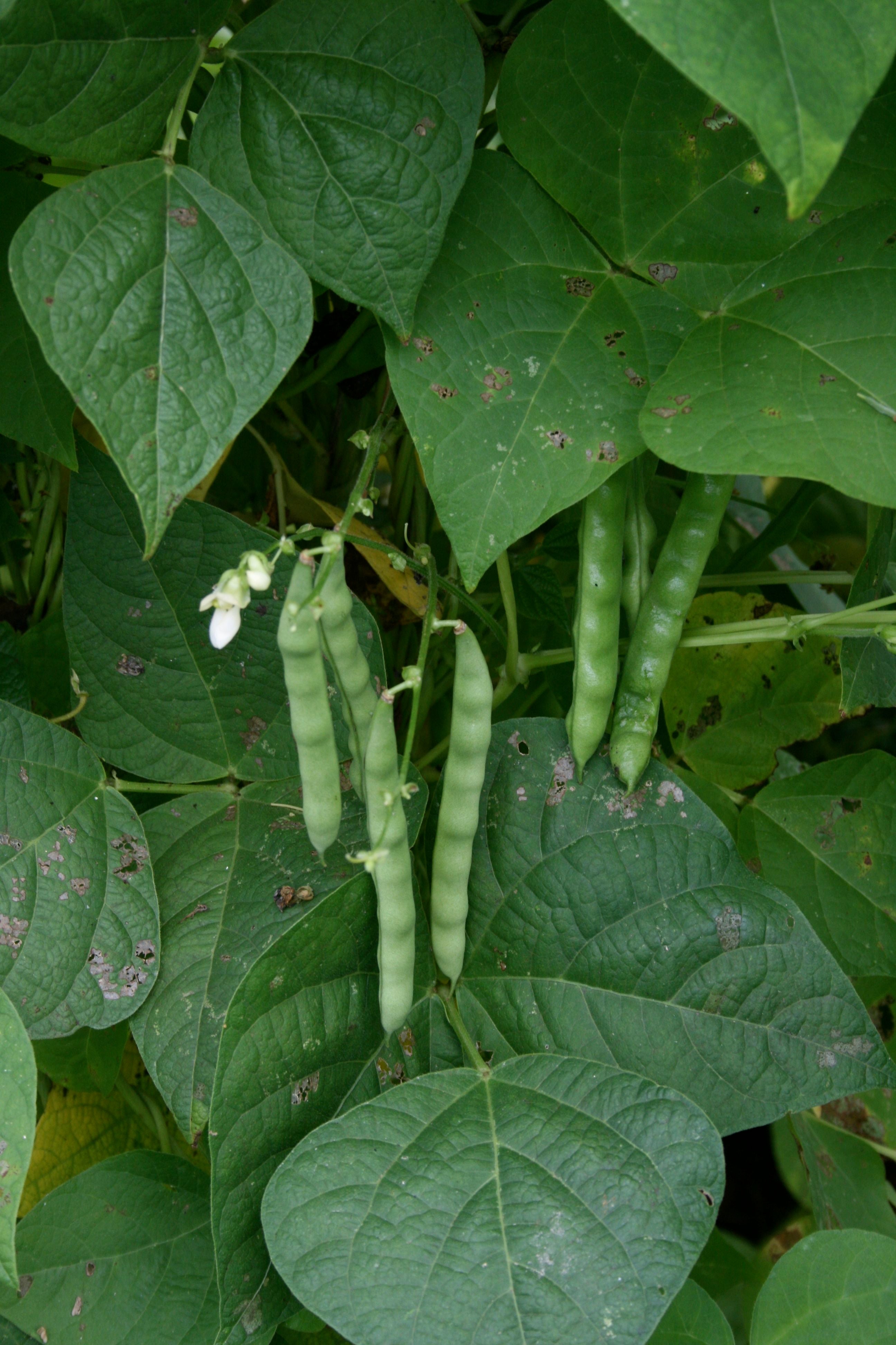 The Allure and History of Appalachian Beans