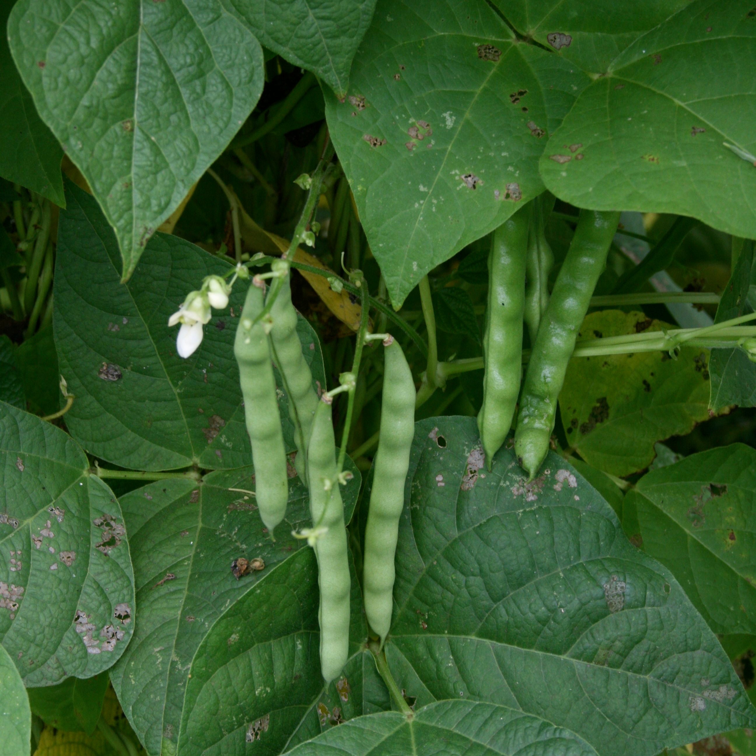 The Allure and History of Appalachian Beans
