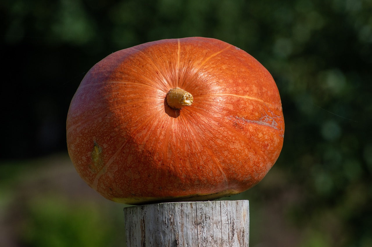 How Pumpkin Pollination Works