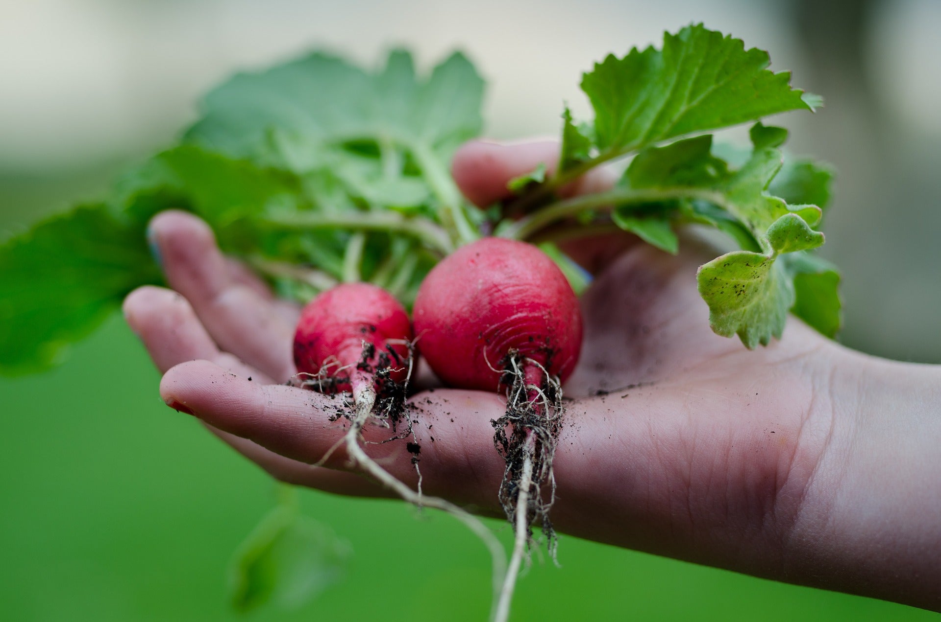Growing radishes in home gardens