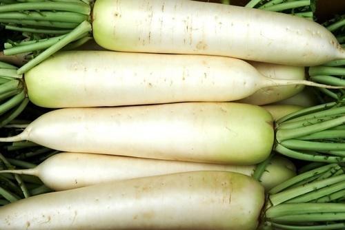 When harvested Daikon Radishes are the size of large carrots.