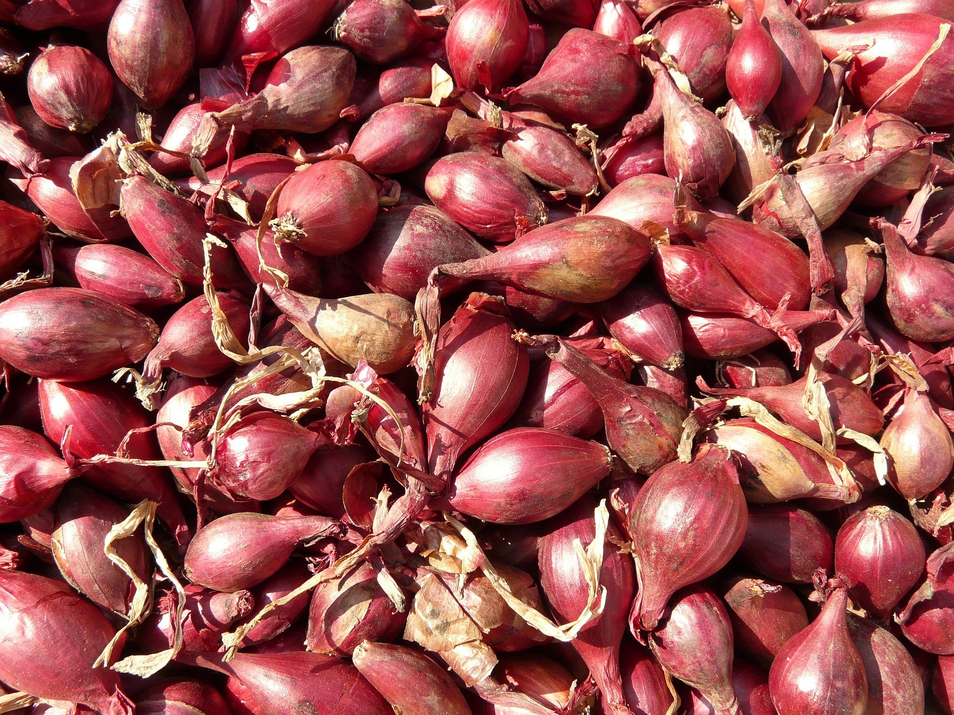 How to Plant and Grow Shallots