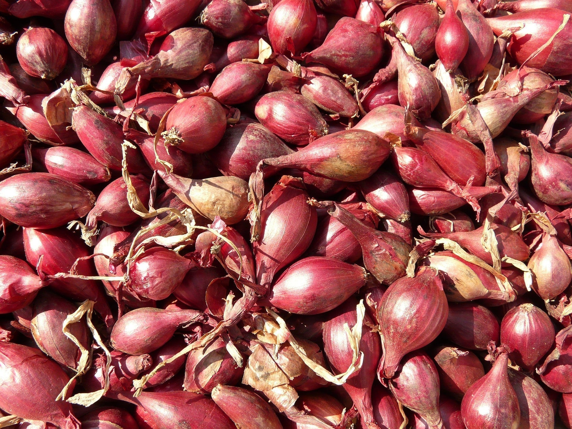Red Kuri Winter Squash Seeds | Sow True Seed | Open-Pollinated