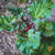 Rhubarb is an easy to grow hardy perennial with edible red stalks