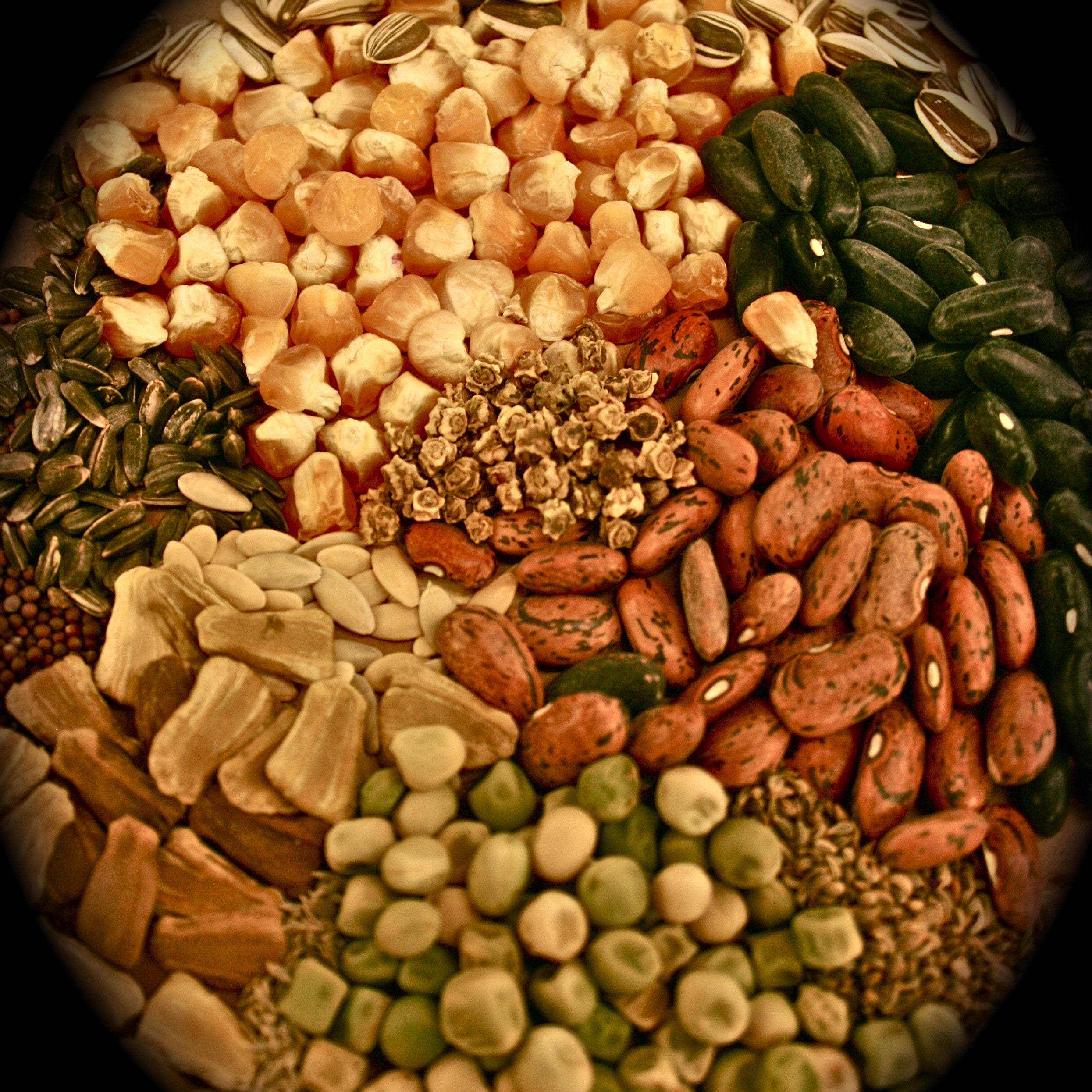 Storing seed properly helps increase the germination rate and the life of the seed.