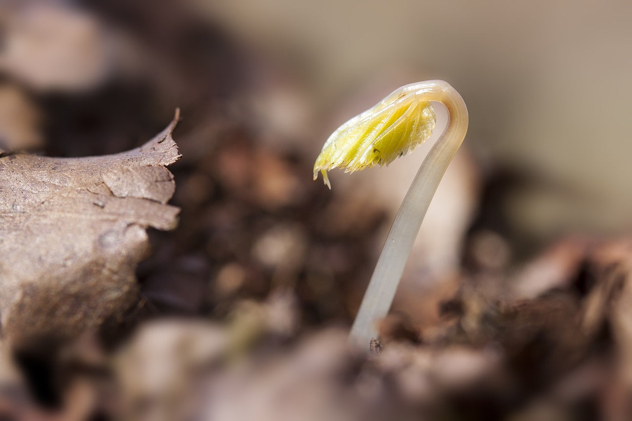 Why Choose Non-GMO Seeds?
