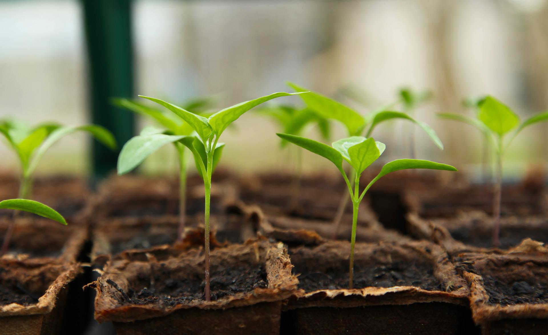 Indoor Seed Starting 101