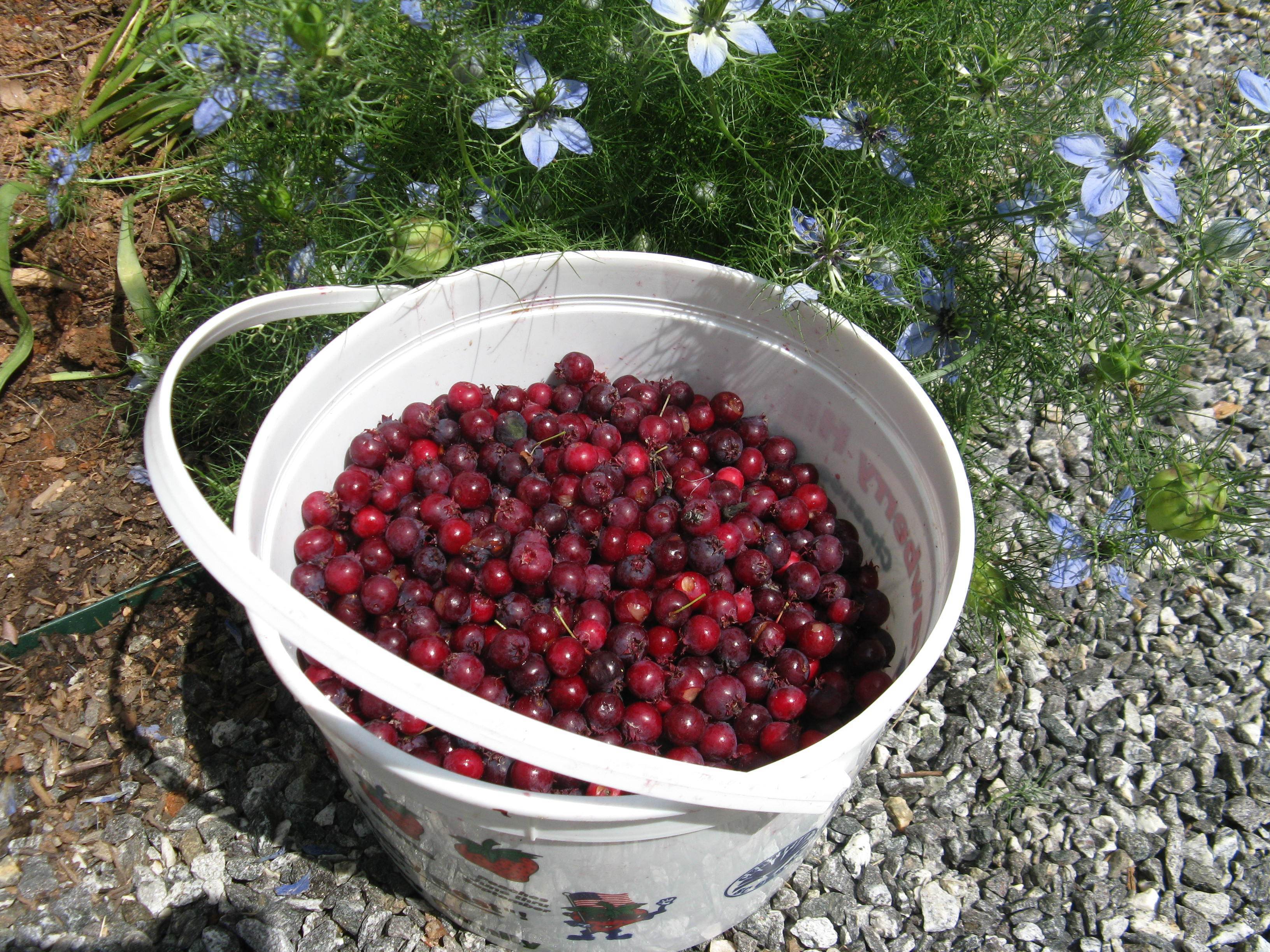 Freeze Your Harvest!