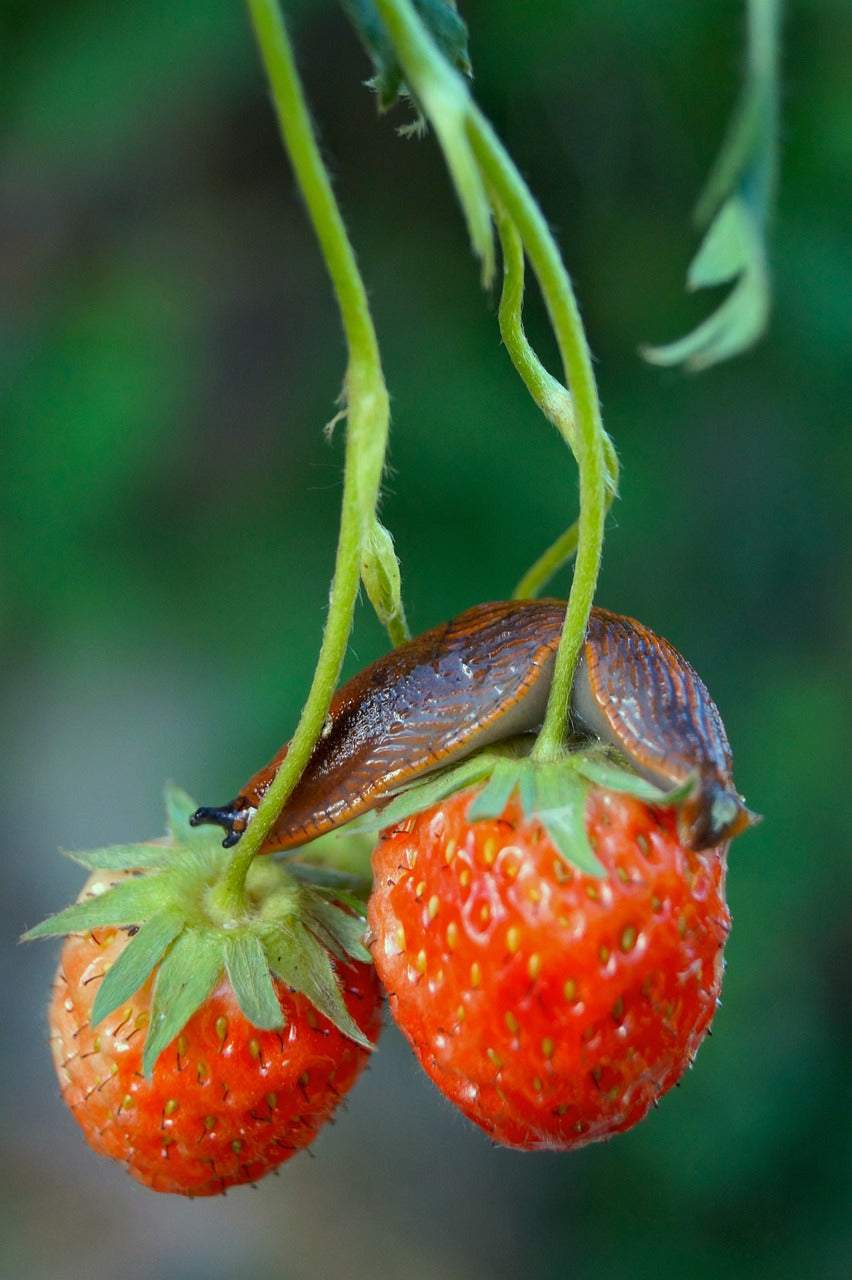 How to Keep Pests Out of Your Garden