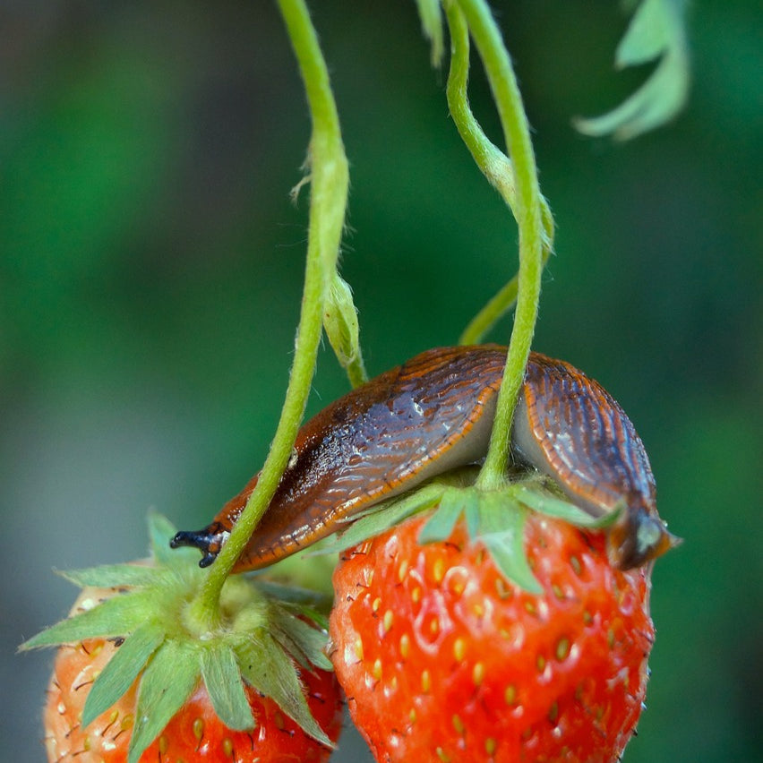 How to Keep Pests Out of Your Garden