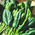 10 Types of Lettuce & Salad Greens and How to Grow Them