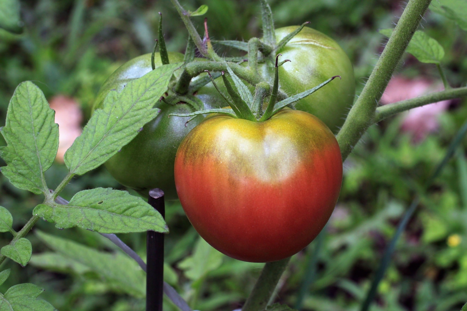 The Home Gardener's Guide to Growing Tomatoes from Seed