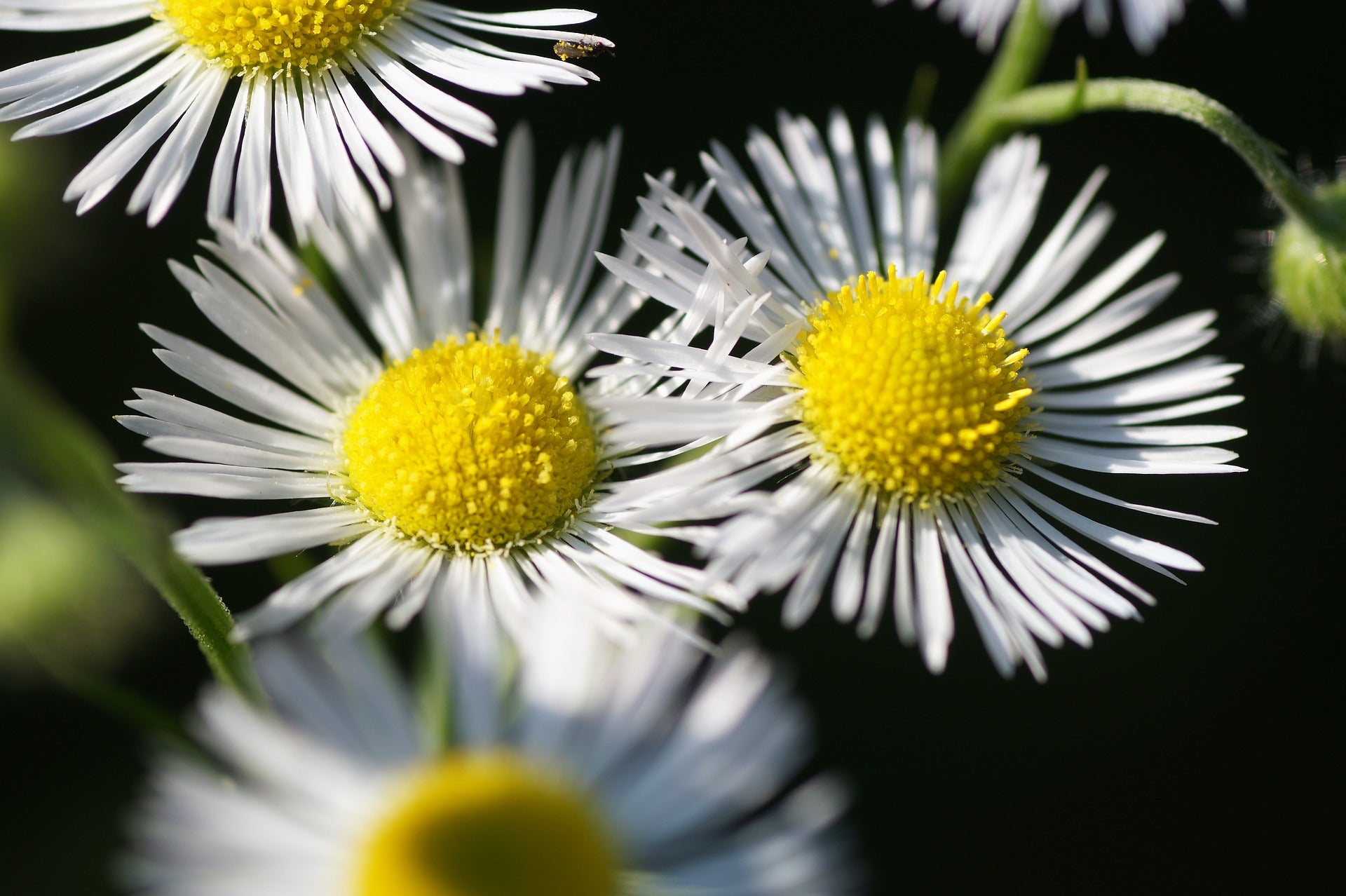 Annuals, Perennials, & Biennials: A Definition Guide