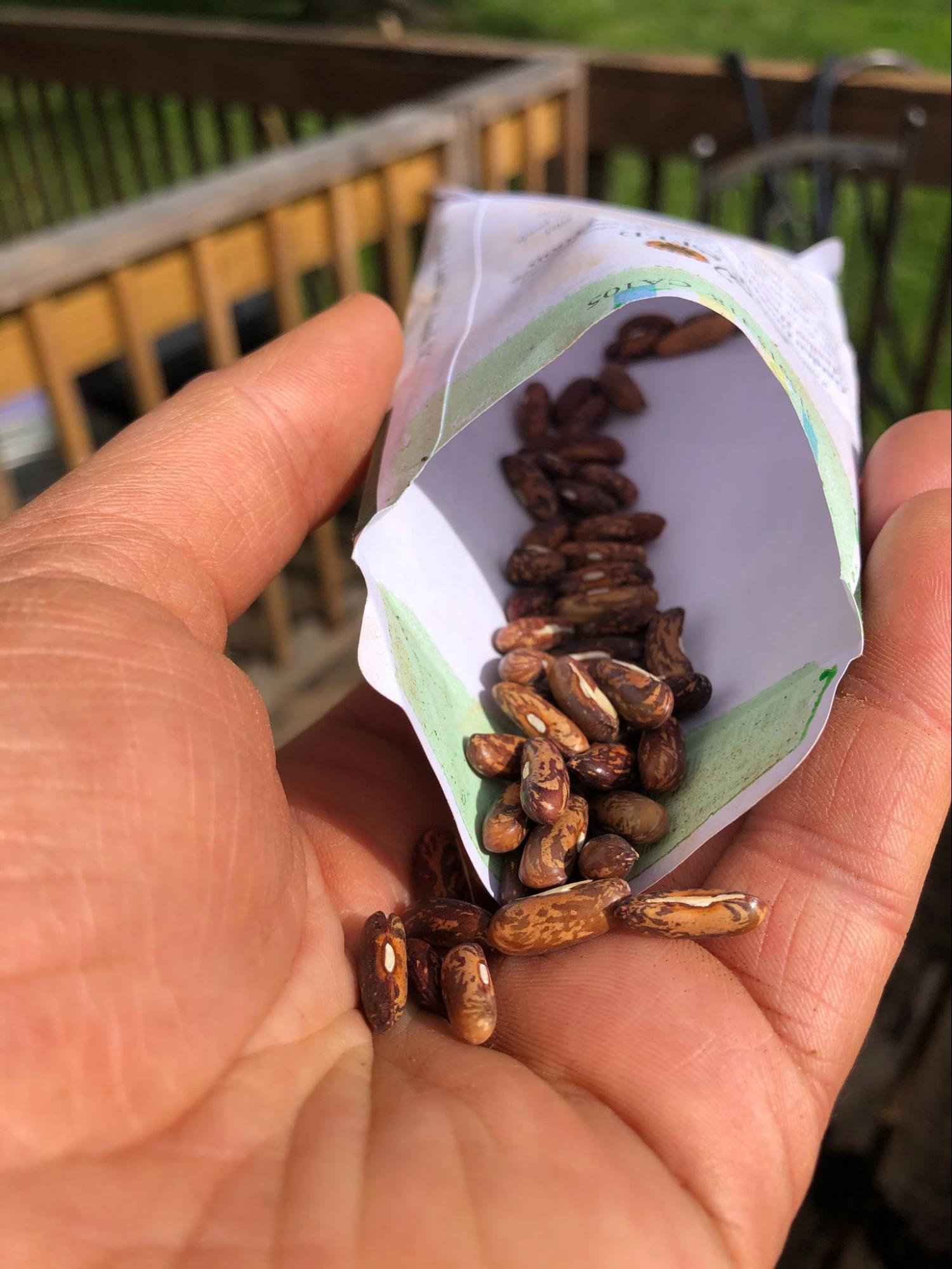 types of beans