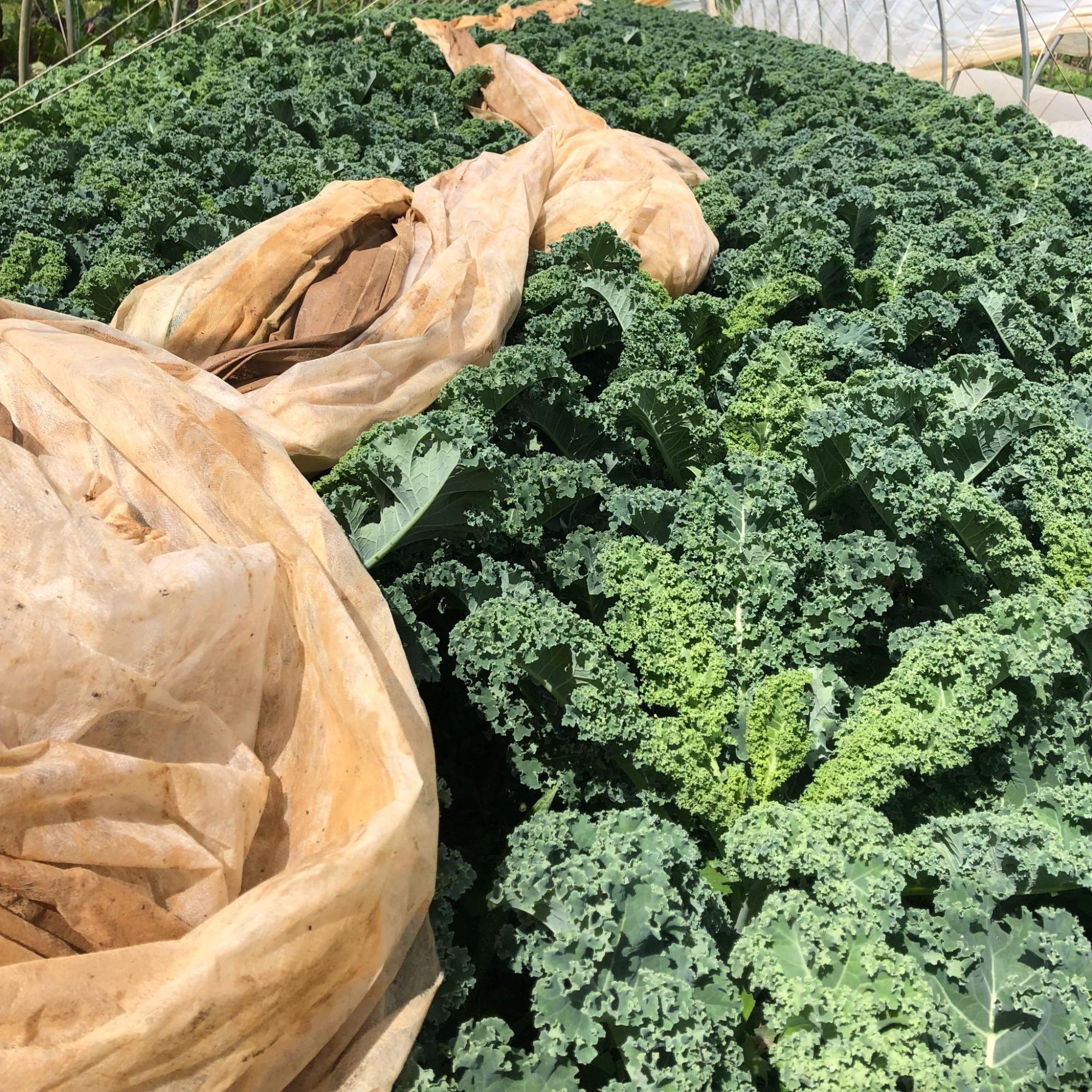The Different Types of Kale: Curly, Lacinato & More